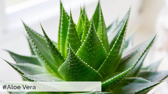 Aloe-Vera