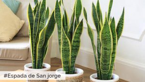 Espada-San-Jorge