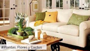 Flores-Plantas-Cactus-Mesa-Centro