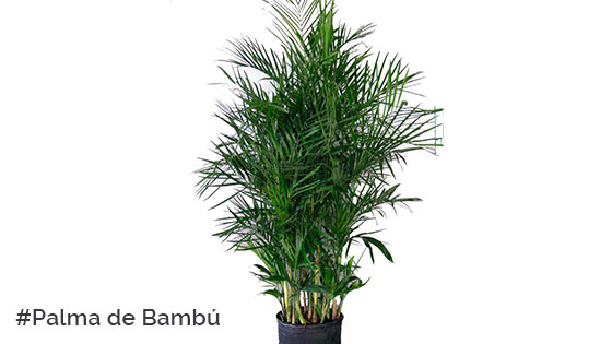 Palma-Bambu